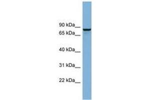 Image no. 1 for anti-Golgi-Associated, gamma Adaptin Ear Containing, ARF Binding Protein 3 (GGA3) (AA 179-228) antibody (ABIN6741981) (GGA3 anticorps  (AA 179-228))