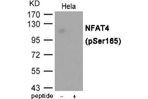Western blot analysis of extracts from Hela cells using NFAT4 (Phospho-Ser165) Antibody.