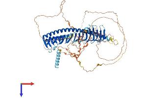 AlphaFold protein structure predicition of Mouse Recombinant Jph2 Protein, UniprotID Q9ET78