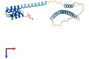 AlphaFold protein structure predicition of Mouse Recombinant Ccdc43 Protein, UniprotID Q9CR29