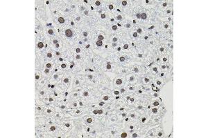 Immunohistochemistry of paraffin-embedded mouse liver using GTF2I antibody. (GTF2I anticorps)