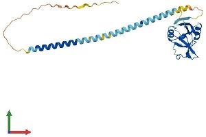 AlphaFold protein structure predicition of Mouse Recombinant Klra1 Protein, UniprotID P20937