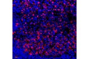 Immunofluorescence of paraffin embedded mouse lymph node using SLBP (ABIN7075733) at dilution of 1: 650 (400x lens) (SLBP anticorps)