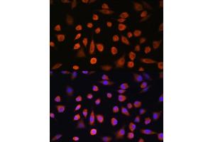 Immunofluorescence analysis of L929 cells using EDEM2 Rabbit pAb (ABIN7267004) at dilution of 1:100.