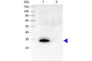 Western blot of Biotin conjugated Goat Anti-Human κ secondary antibody. (Chèvre anti-Humain Immunoglobulin kappa Chain Complex (Igk) (Light Chain) Anticorps (Biotin) - Preadsorbed)