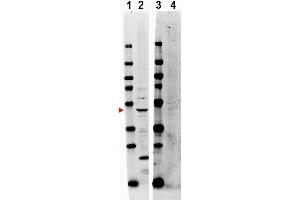 Image no. 1 for anti-TNF Receptor-Associated Factor 2 (TRAF2) (Internal Region) antibody (ABIN401469) (TRAF2 anticorps  (Internal Region))