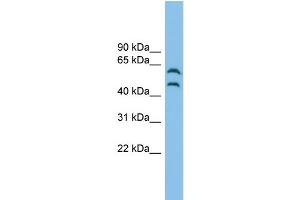 WB Suggested Anti-CSK Antibody Titration: 0.