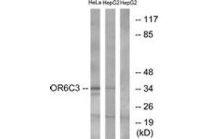 Western blot analysis of extracts from HeLa/HepG2 cells, using OR6C3 Antibody. (OR6C3 anticorps  (AA 228-277))