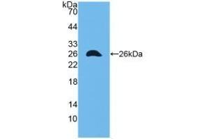 Detection of Recombinant CX43, Mouse using Polyclonal Antibody to Connexin 43 (CX43) (Connexin 43/GJA1 anticorps  (AA 180-382))