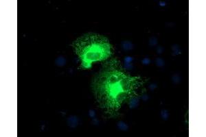 Anti-PSMD2 mouse monoclonal antibody (ABIN2454809) immunofluorescent staining of COS7 cells transiently transfected by pCMV6-ENTRY PSMD2 (RC203204). (PSMD2 anticorps)