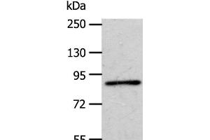 APPL1 anticorps