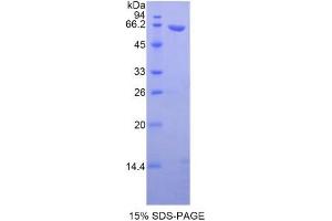 SDS-PAGE of Protein Standard from the Kit (Highly purified E.