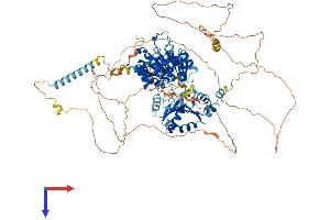 AlphaFold protein structure predicition of Human Recombinant DDX42 Protein, UniprotID Q86XP3