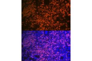 Immunofluorescence analysis of mouse spleen using CD79B Rabbit mAb (ABIN1682474, ABIN3018855, ABIN3018856 and ABIN7101674) at dilution of 1:100 (40x lens).