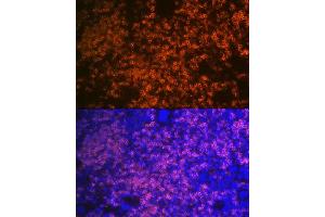 Immunofluorescence analysis of mouse spleen using CD79B Rabbit mAb (ABIN1682474, ABIN3018855, ABIN3018856 and ABIN7101674) at dilution of 1:100 (40x lens). (CD79b anticorps)