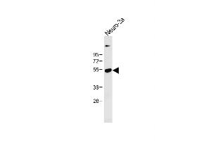 Anti-CLN3 Antibody (Center) at 1:1000 dilution + Neuro-2a whole cell lysate Lysates/proteins at 20 μg per lane.