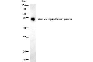anti-V5 Epitope Tag antibody