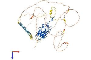AlphaFold protein structure predicition of Human Recombinant RUNX2 Protein, UniprotID Q13950