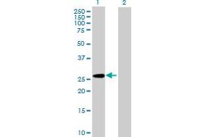 Western Blot analysis of PAFAH1B3 expression in transfected 293T cell line by PAFAH1B3 MaxPab polyclonal antibody.
