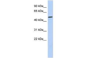 WB Suggested Anti-CHEK1 Antibody Titration: 0.