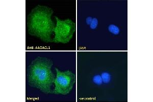 ABIN238671 Immunofluorescence analysis of paraformaldehyde fixed U2OS cells, permeabilized with 0. (NCEH1 anticorps  (C-Term))