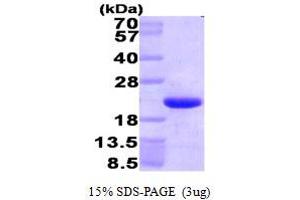 SDS-PAGE (SDS) image for High Mobility Group Nucleosome Binding Domain 1 (HMGN1) (AA 1-100) protein (His tag) (ABIN667774)