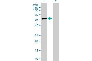 Western Blot analysis of DARS expression in transfected 293T cell line by DARS MaxPab polyclonal antibody.