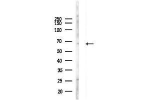 Western blot analysis of lysates from  cells(LPS, 4h treatment), using LAP1 Antibody at 1/1000 dilution.