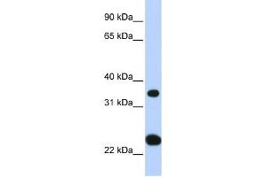 Western Blotting (WB) image for anti-Solute Carrier Family 25, Member 35 (SLC25A35) antibody (ABIN2458821) (SLC25A35 anticorps)