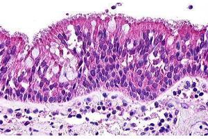 Image no. 1 for anti-Complement Component 3a Receptor 1 (C3AR1) (C-Term) antibody (ABIN1048361)