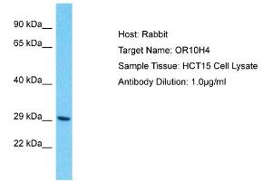 Host: Rabbit Target Name: OR10H4 Sample Type: HCT15 Whole Cell lysates Antibody Dilution: 1. (OR10H4 anticorps  (Middle Region))