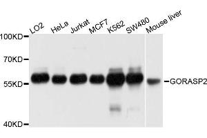 Western blot analysis of extracts of various cell lines, using GORASP2 antibody. (GORASP2 anticorps  (AA 353-452))