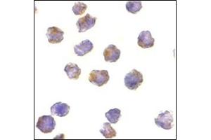 Immunocytochemistry of Raptor in L1210 cells with this product at 10 μg/ml.