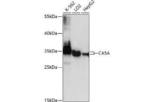Western blot analysis of extracts of various cell lines, using CA antibody (ABIN7266071) at 1:1000 dilution. (CA5A anticorps  (AA 39-305))
