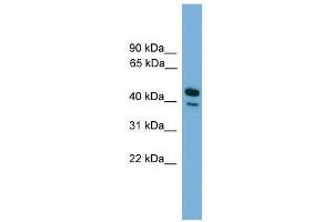 CD209 antibody used at 0. (DC-SIGN/CD209 anticorps  (N-Term))