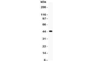 Western blot testing of HNF1A antibody and recombinant human protein (0.