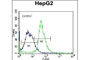 G8b(M1LC3B) Antibody (N-term T29) 12484a flow cytometric analysis of K562 cells (right histogram) compared to a negative control cell (left histogram). (APG8b (AA 9-33), (N-Term) anticorps)