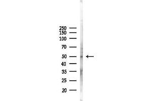 anti-COP9 Constitutive Photomorphogenic Homolog Subunit 2 (Arabidopsis) (COPS2) (Internal Region) antibody