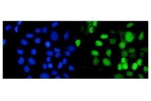 IF analysis of RbAp48 using anti-RbAp48 antibody (ABIN3043920). (Retinoblastoma Binding Protein 4 anticorps  (C-Term))