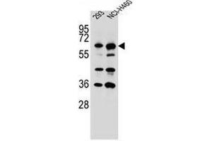 CKAP4 Antibody (C-term) western blot analysis in 293,NCI-H460 cell line lysates (35µg/lane). (CKAP4 anticorps  (C-Term))