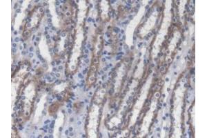IHC-P analysis of Mouse Kidney Tissue, with DAB staining. (RIPK2 anticorps  (AA 1-294))
