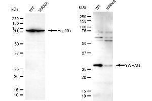 Western blotting analysis using YWHAG antibody (ABIN7797412). (14-3-3 gamma anticorps)
