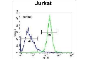 CWC22 Antibody (N-term) (ABIN654743 and ABIN2844428) flow cytometric analysis of Jurkat cells (right histogram) compared to a negative control cell (left histogram). (CWC22 anticorps  (N-Term))