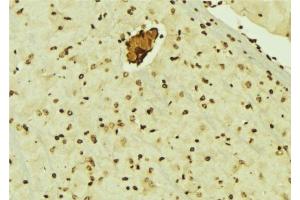 ABIN6276510 at 1/100 staining Mouse brain tissue by IHC-P. (CBX5 anticorps  (Internal Region))