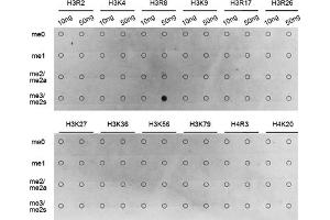 Dot-blot analysis of all sorts of methylation peptides using Symmetric DiMethyl-Histone H3-R8 antibody (ABIN3016056, ABIN3016057, ABIN3016058, ABIN1680222 and ABIN6219535). (Histone 3 anticorps  (H3R8me2))