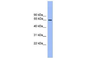UBQLN2 antibody used at 0.