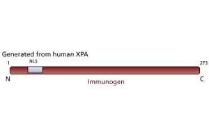 anti-Xeroderma Pigmentosum, Complementation Group A (XPA) antibody