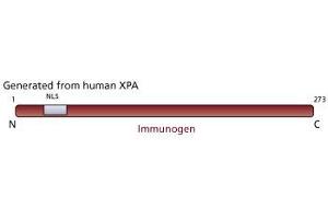 Image no. 1 for anti-Xeroderma Pigmentosum, Complementation Group A (XPA) antibody (ABIN967532) (XPA anticorps)