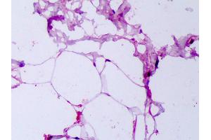 Anti-Adiponectin antibody IHC of human breast, adipocytes.