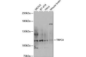 Western blot analysis of extracts of various cell lines, using TRPC4 antibody (ABIN6128868, ABIN6149576, ABIN6149577 and ABIN6222763) at 1:1000 dilution.